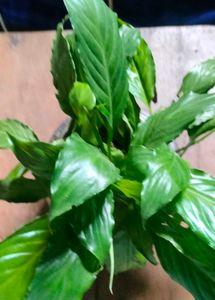 Combo live plants ☘️☘️☘️