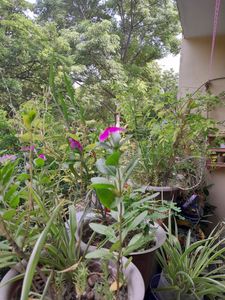 Pre Festival SALE Sadabahar Pink Rooted SMALL PLAN