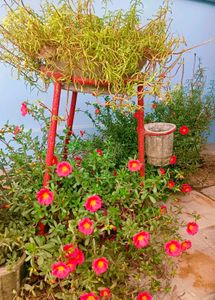 Portulaca Cuttings 5-6