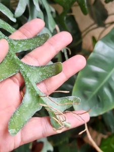 Fishbone Cactus
