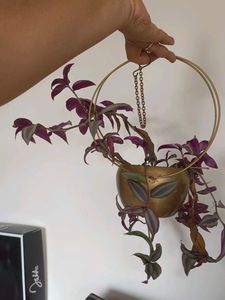 Hanging Planter With Live Plant