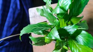 COMBO Live plants for sale