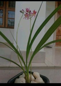 Ground Orchid