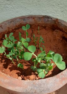 Green Peas Plant With Pot