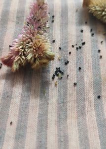 Cockscomb Flower Seeds