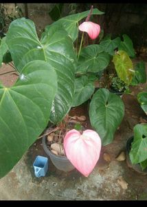 10 Live Root Plants