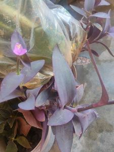 Purple Heart Plant