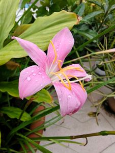 Combo Of Rain Lily Bulbs & Seeds