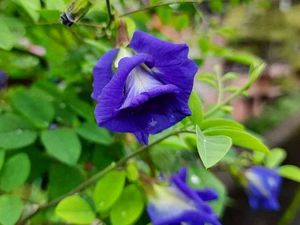 Flower Seeds Mixed