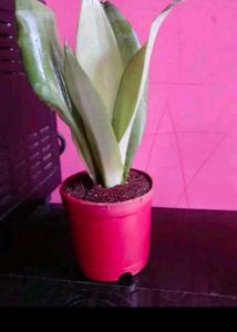 Total 6 Variety Snake Airpurifying Plant