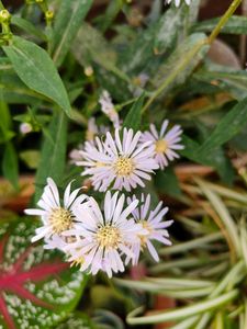 Daisy. Real Plants. 2 Small Saplings