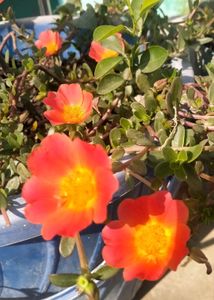 Purslane X