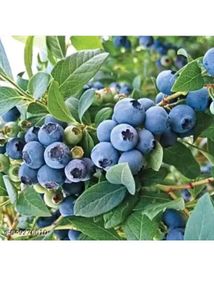blue berry 🫐 plant easily grow in pot