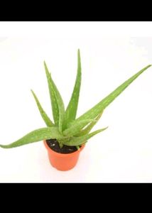 Two Aloevera plant