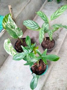 Indoor And Varigated Plants Combo