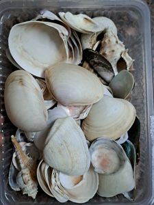 Seashell Collection