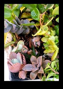 Summer Succulent Plants