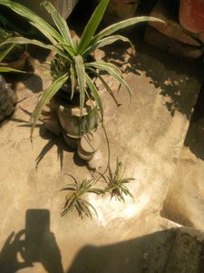 Long Spider Plant With Two Beautiful Baby