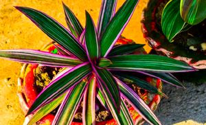 6 Plants