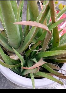 2 Alovera Plant