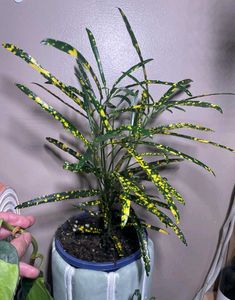 2 Croton Plant
