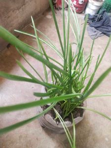 Combo 1 Alovera Nd 2 Blub Rajnigandha Plant