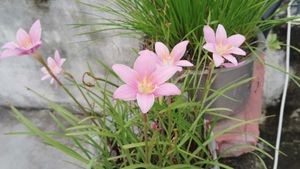 Rain Lilies