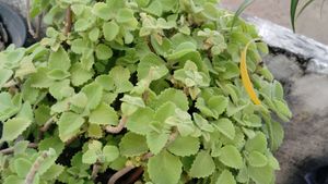 Bryophyllum, Mexican Mint And Neem Giloy