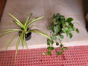 2 Set Money & Pandanus veitchii Plants