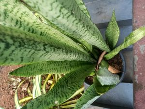 Plants For Sale
