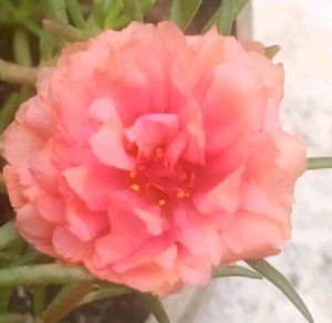 Table Rose 🌹