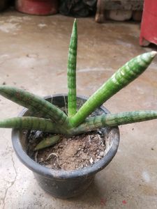 Rare Cylendrical Dracaena Angolensis Plant