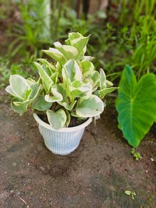 Variegated Baby Rubber ☘️