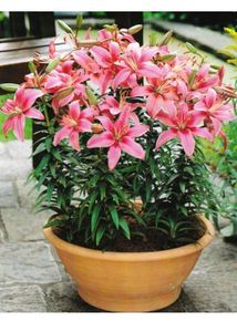 Real pink Asiatic Lily two blubs