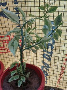 Variegated Devil&#39;s Backbone Plant