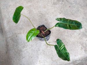 Varieties Plants Combo.