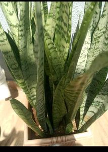 Price Starting15 Rs.plant Combo