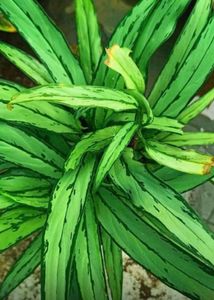 Aglonema Green Thin Leaves