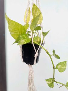 Pant in Macrame Hanger