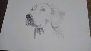 Dog Portrait Sketch