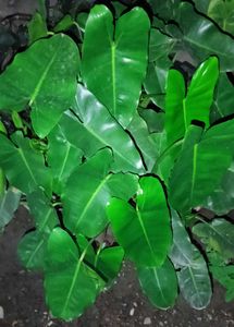 Patriciae Plant