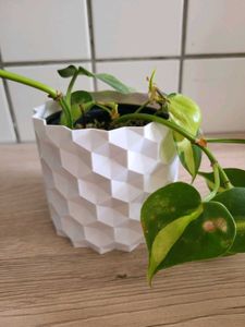 Plant pot, Vase, Gamla