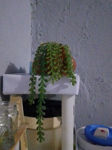 Artificial Succulent Plant