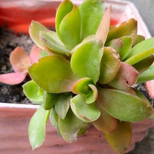 Succulent and Cactus Assortment