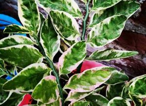Devil's Backbone Plant