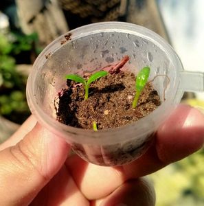 Mixed Flower Seed Collection with Fungicide Powder