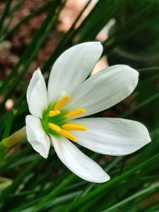 Rain Lily Plant 6