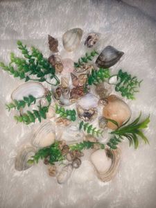 Sea Shells For Aquarium Or Decoration