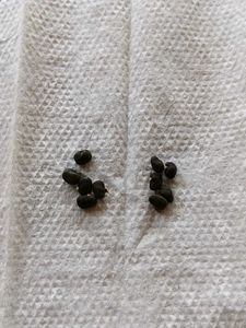 Blue Aparajita Flower Seeds