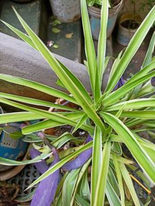 Combo Of 2 Plants